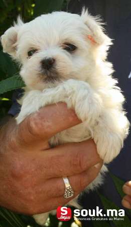 Super Bichon Maltais Race Pure 2 Mois 7 Jours Casablanca Souk Ma سوق المغرب